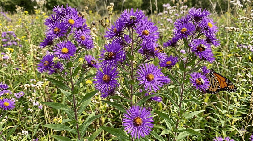 New England Aster